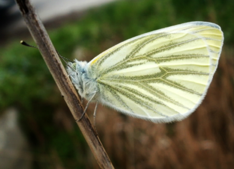 Pieris napi